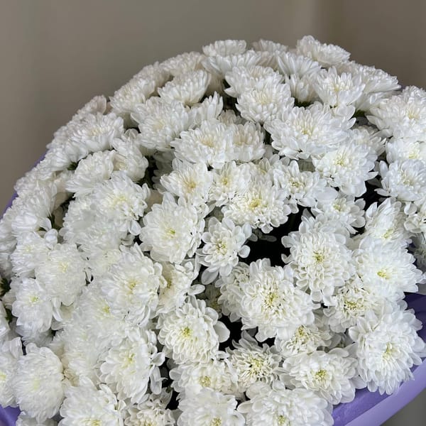 Пышный букет из 25 белых кустовых хризантем 5
